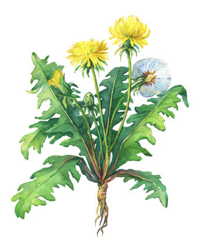 Dandelion spring flowers (Taraxacum, blowball ). Hand drawn watercolor painting on white background.