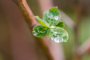 A drop after the rain on the young leaves of the plant