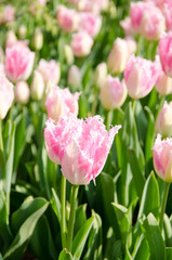 Tulip and spring flowers during the tulip festival