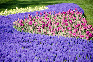 Fototapeta premium Tulip and spring flowers during the tulip festival