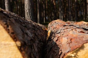 Trees chopped and stacked in forest
