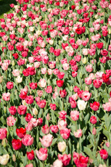 Tulip and spring flowers during the tulip festival