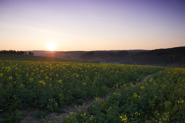 Yellow rape field in the countryside. Morning rising sun as a background. Focus on foreground field. 