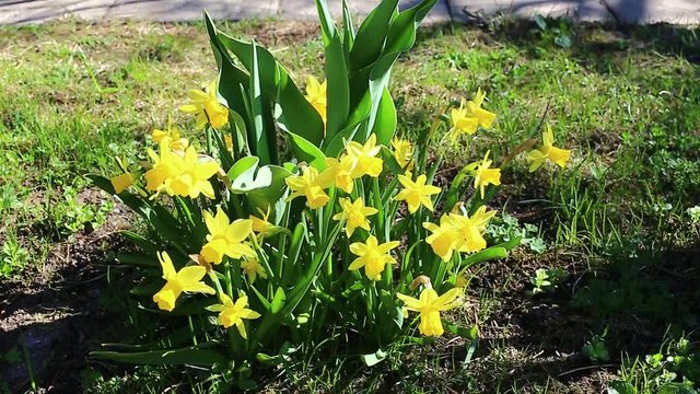 Beautiful yellow daffodils in the garden in early spring
