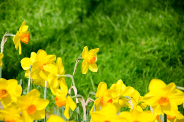 Fototapeta premium Tulip and spring flowers during the tulip festival