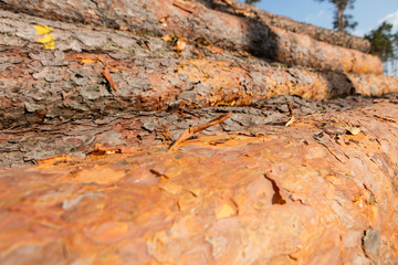 Trees chopped and stacked in forest