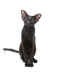 Black cat oriental