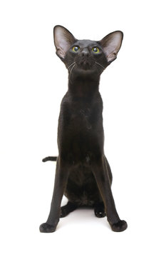 Black cat oriental