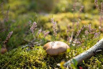 Greville's Bolete or Larch Bolete Suillus grevillei 