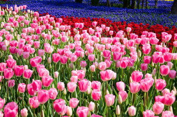 Tulip and spring flowers during the tulip festival