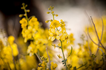 Yellow desert wildflowers.