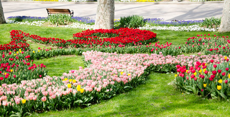 Tulip and spring flowers during the tulip festival