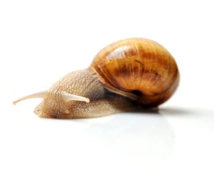 Snail macro isolated