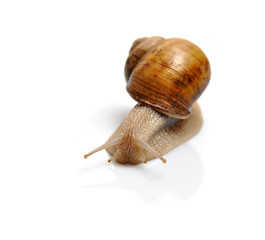 Snails isolated