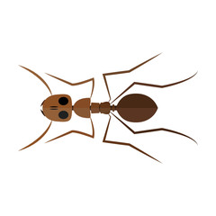 Isolated colored ant