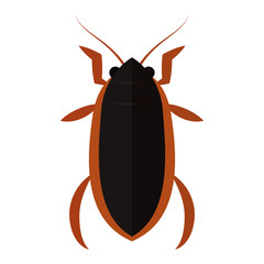 Isolated colored beetle