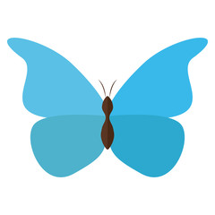 Isolated blue butterfly