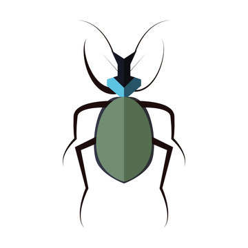 Isolated colored beetle