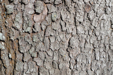 Close-up view of tree bark texture.Natural abstract wood background, Unique patterns and textures/wood texture