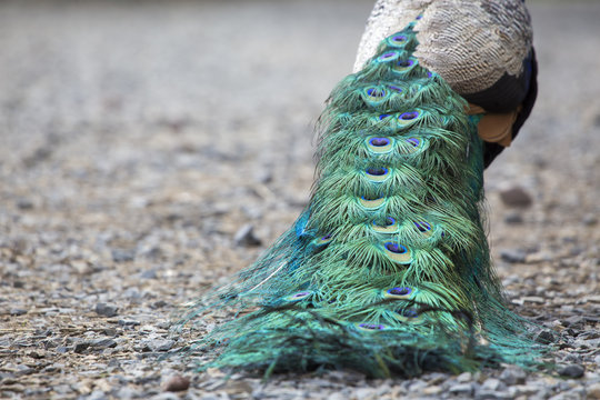 Fototapeta a peacock