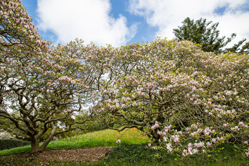 Fototapeta premium View of Wellington Botanic Garden.