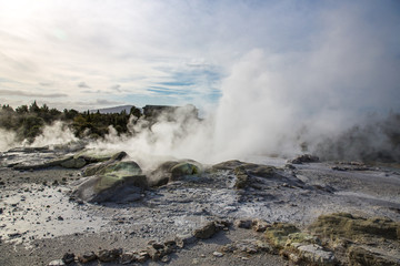 View of Te Puia geyser in Rotorua, New Zealand.