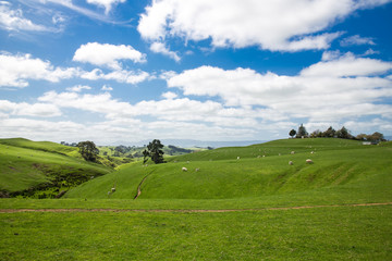 View of green hills in New Zealand.