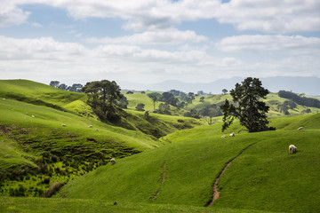 Fototapeta na wymiar View of green hills in New Zealand.
