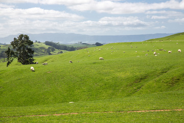 Fototapeta na wymiar View of green hills in New Zealand.