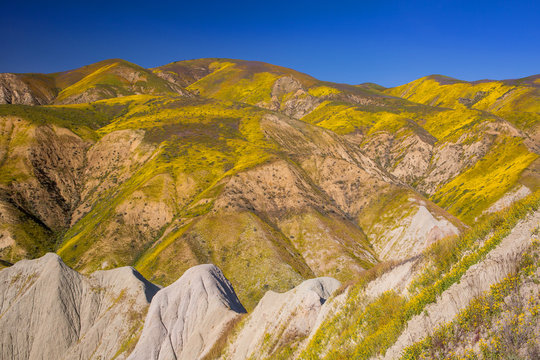 wildflowers in the Temblor Range, Carrizo Plains National Monument, California