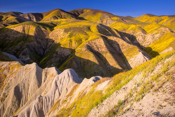 wildflowers in the Temblor Range, Carrizo Plains National Monument, California