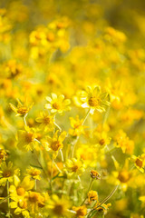 Fototapeta premium hillside daisies carpet the Temblor Range, Carrizo Plains National Monument, California