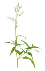 Fototapeta premium Alpine Knotweed, Aconogonon alpinum isolated on white background