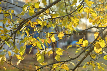 Yellow Autumn Leaves Background