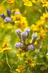 phacelia in the Temblor Range, Carrizo Plains National Monument, California