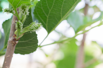 green mulberry, mulberry natural, focus mulberry on branch with leafs, mulberry with bokeh background. fresh organic mulberry fruit.