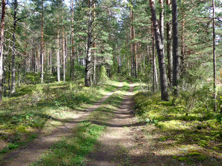 View of the forest road in a sunny day