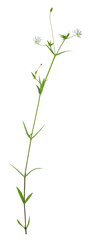 Fototapeta na wymiar Common starwort, Stellaria graminea isolated on white background