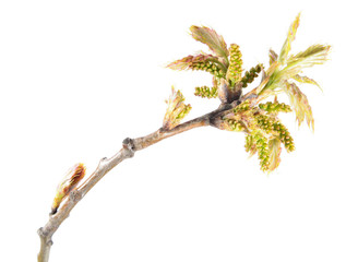 Spring branch of oak (Quercus rubra) with young reddish leaves and catkins isolated on white background
