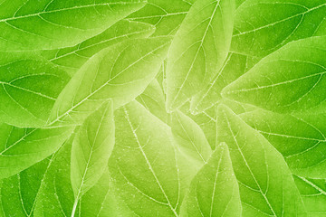 Abstract autumn green color background. Beautiful leaves texture.