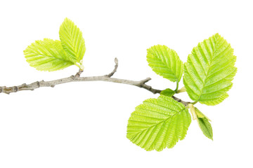Alder branch with green leaves isolated on white background