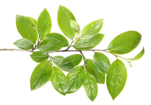 Branch with green foliage isolated on white background. Branch of shiny cotoneaster (Cotoneaster lucidus) with young green leaves