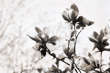 Naklejka premium Artwork in retro style, magnolia