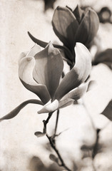 Fototapeta premium Artwork in retro style, magnolia