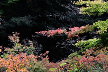 初秋の渓谷