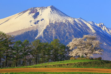 為内の一本桜