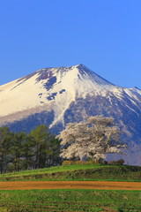 Fototapeta premium 為内の一本桜