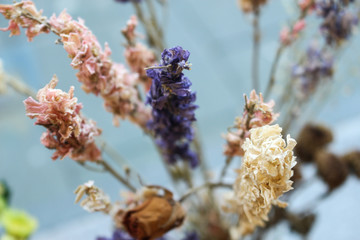 Dried Flowers