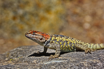 Naklejka premium Alert spiny lizard on rock in Tucson, Arizona