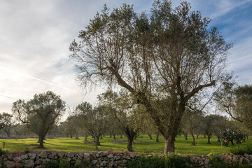 Oliven&ouml;l Farm in Squinzano